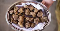 Freshly collected truffles, Piedmont, Italy,