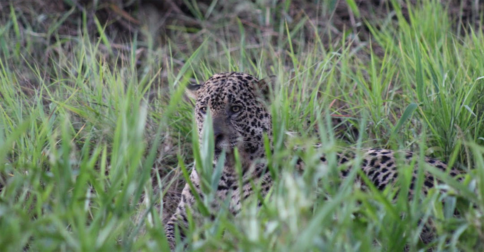 Jaguar, Pantanal. 