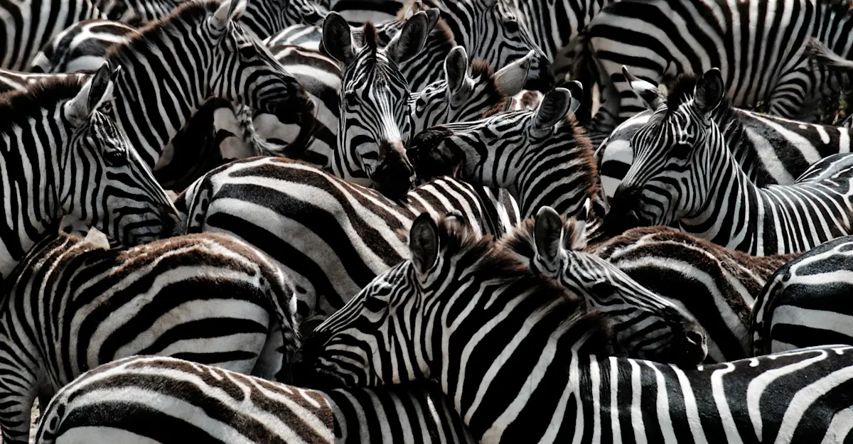 So many stripes! Serengeti, Tanzania