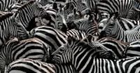 So many stripes! Serengeti, Tanzania.