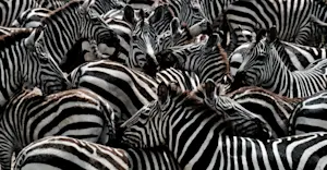 So many stripes! Serengeti, Tanzania.