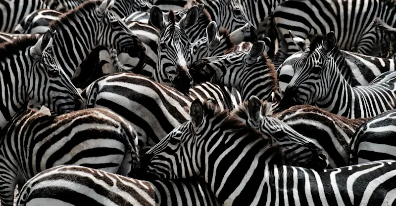 So many stripes! Serengeti, Tanzania.