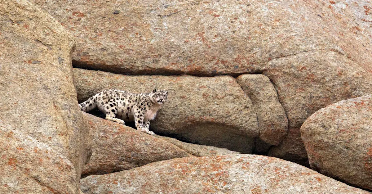 Snow leopard, Ladakh, India.