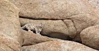 Snow leopard, Ladakh, India.