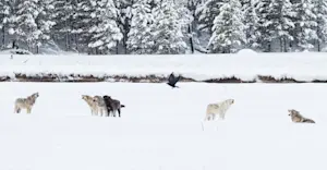 Howling wolves, Yellowstone National Park, Wyoming.