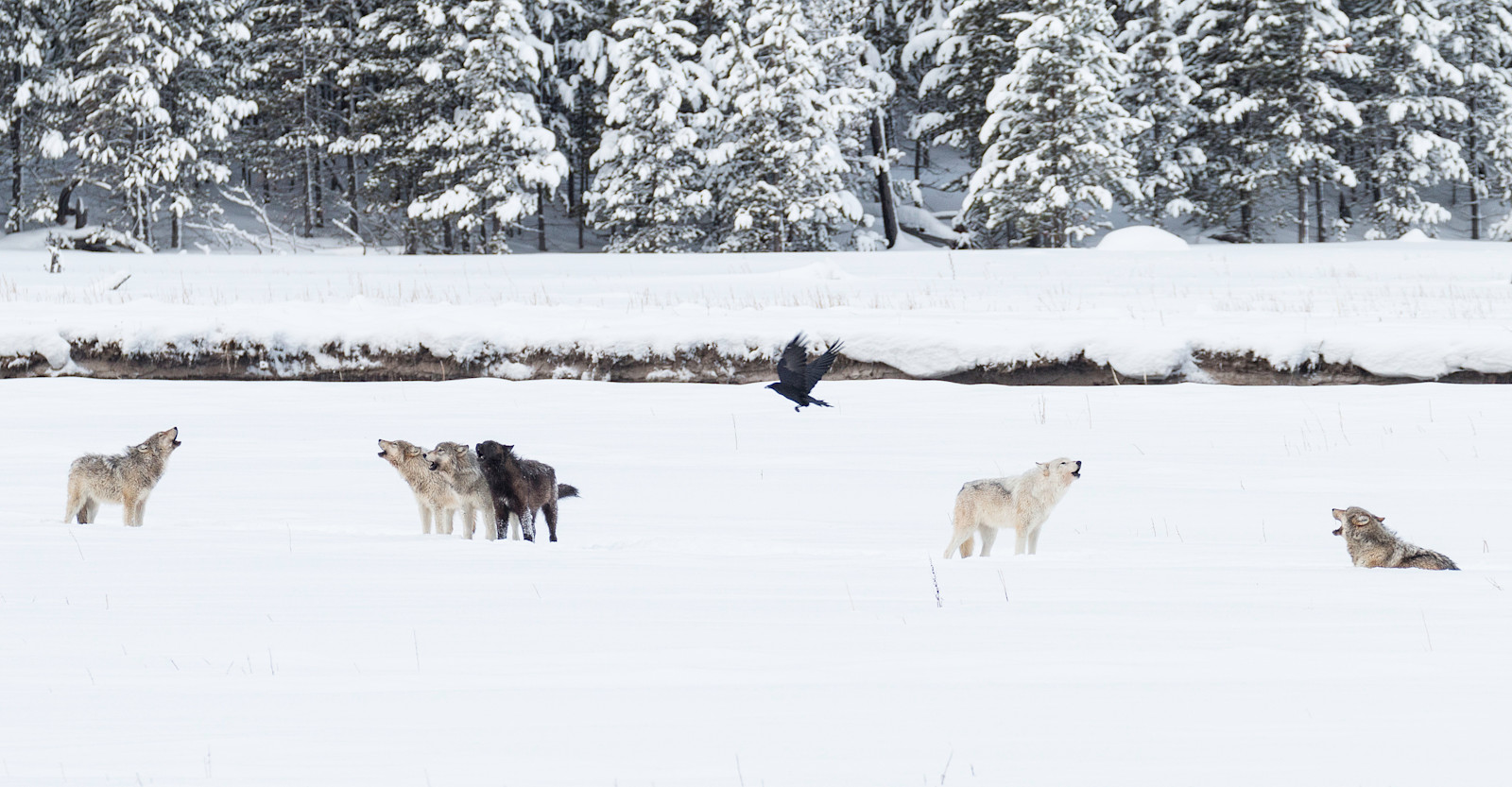 Howling wolves, Yellowstone National Park, Wyoming.