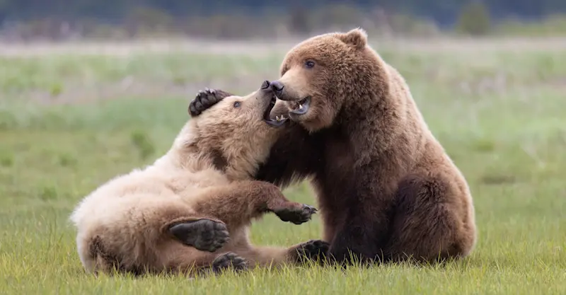 Bears playing, Alaska Grizzly Encounter: Kodiak to Katmai, Katmai National Park