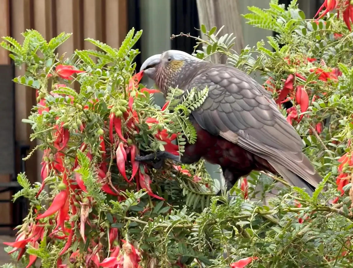 A kākā enjoying a meal just outside my room on Stewart Island, New Zealand.