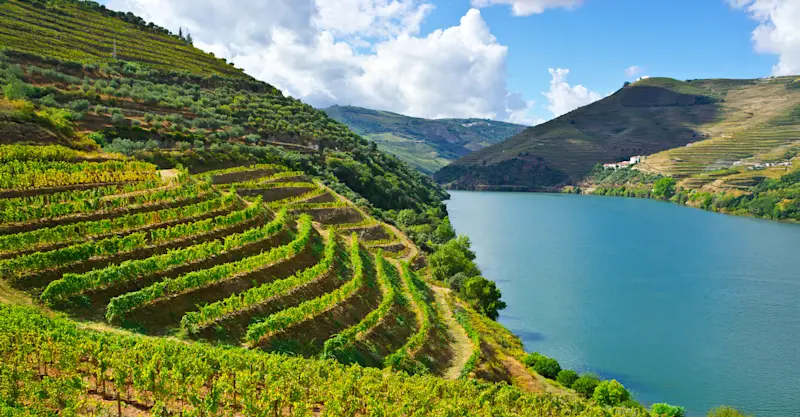 Vineyards, Douro River, Douro Valley, Portugal.