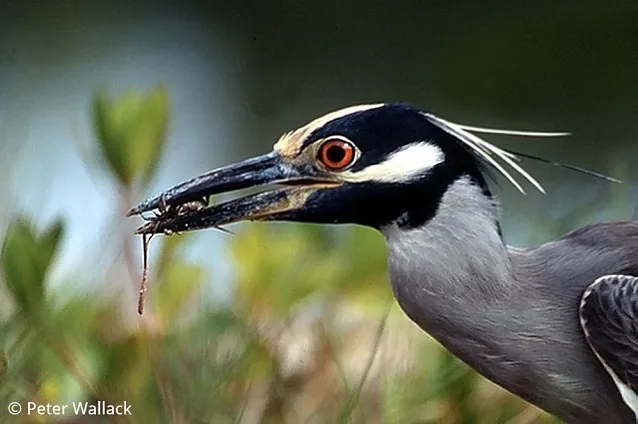 Beforeyougo|Galapagos|Birds|Yellow Crowned Night Heron Peter Wallack