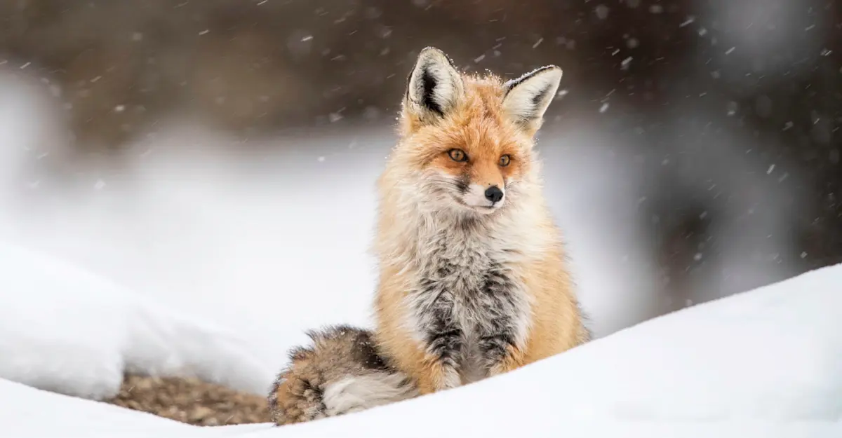 Red fox, Rumbak, India.