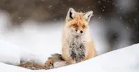 Red fox, Rumbak, India.