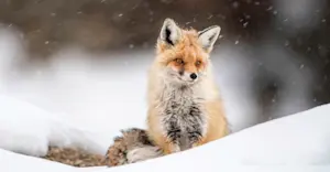 Red fox, Rumbak, India.
