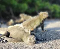 Marine iguanas enjoying some sun in the Galapagos Islands.