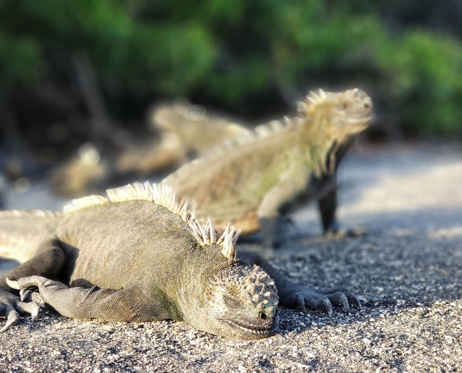 Marine iguanas, Galapagos Islands.