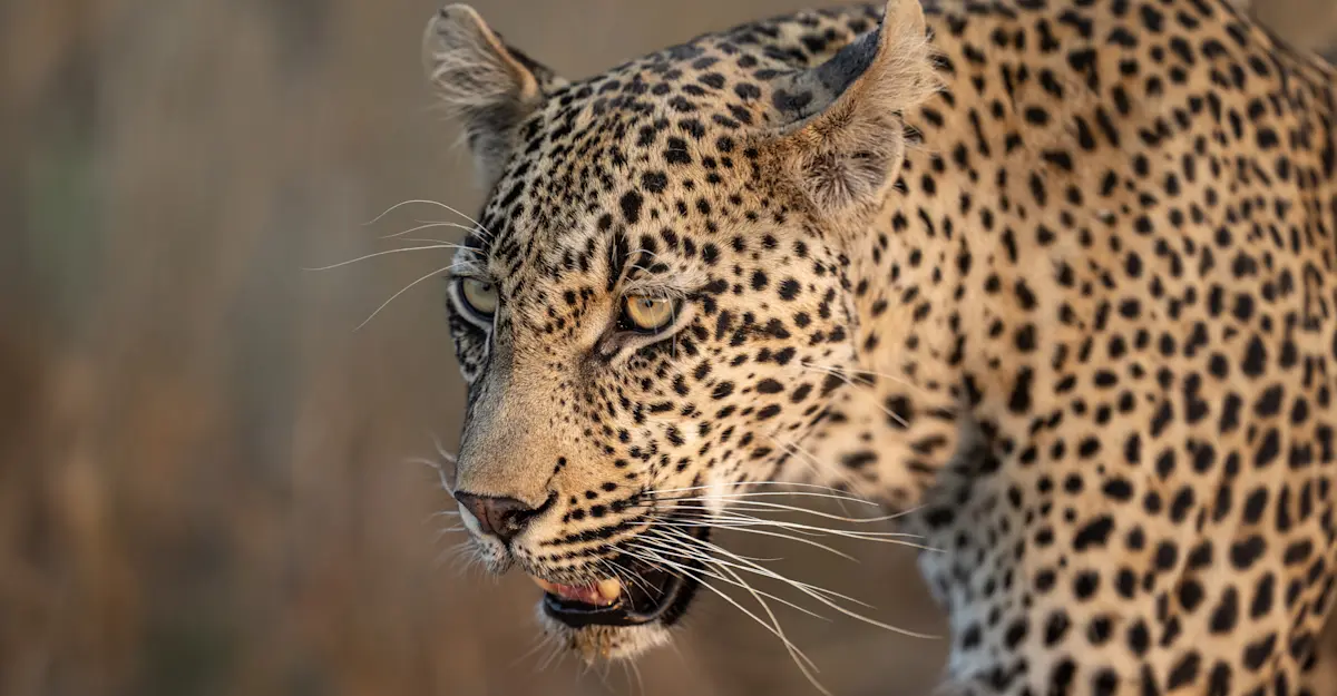 Leopard, Okavango Delta, Botswana.