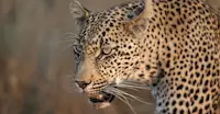 Leopard, Okavango Delta, Botswana.