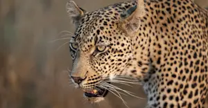 Leopard, Okavango Delta, Botswana.