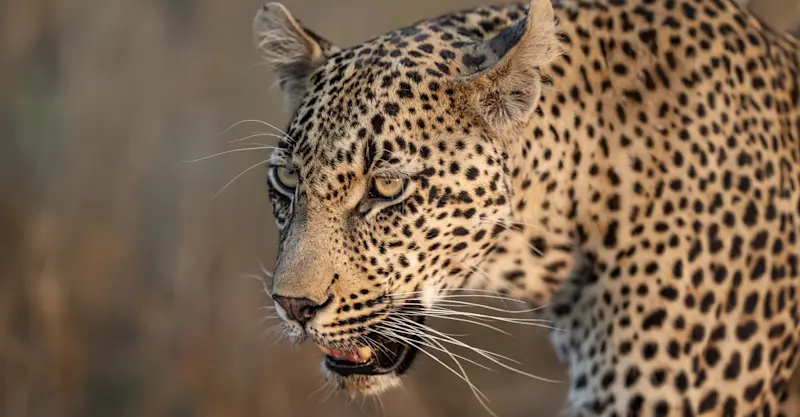 Leopard, Okavango Delta, Botswana.