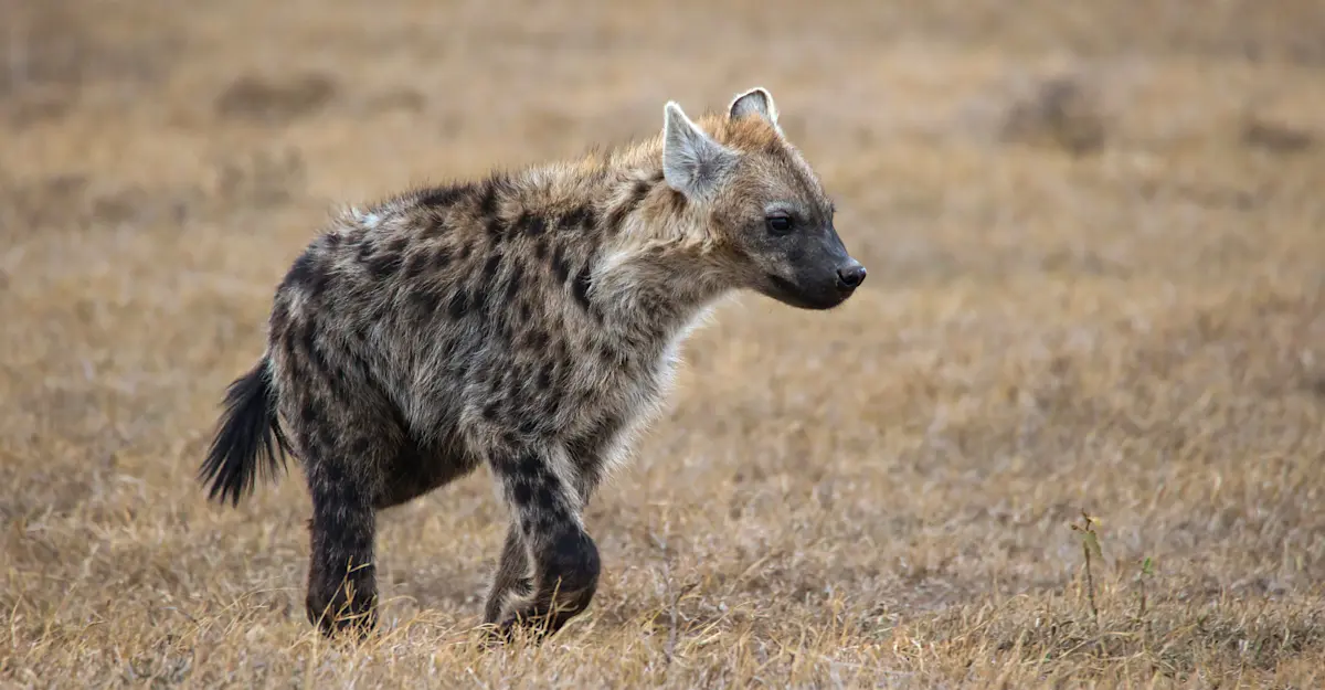 Hyena, Kenya.