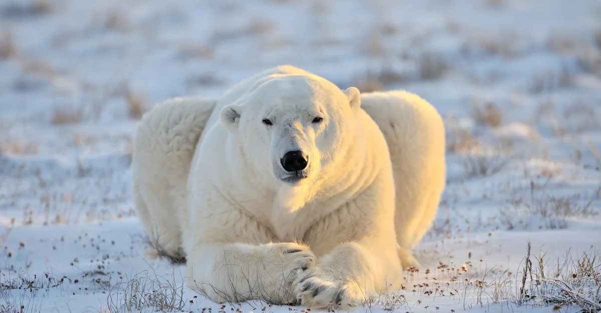 polar bear in Churchill, Canada