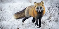 Cross fox, Churchill, Manitoba.