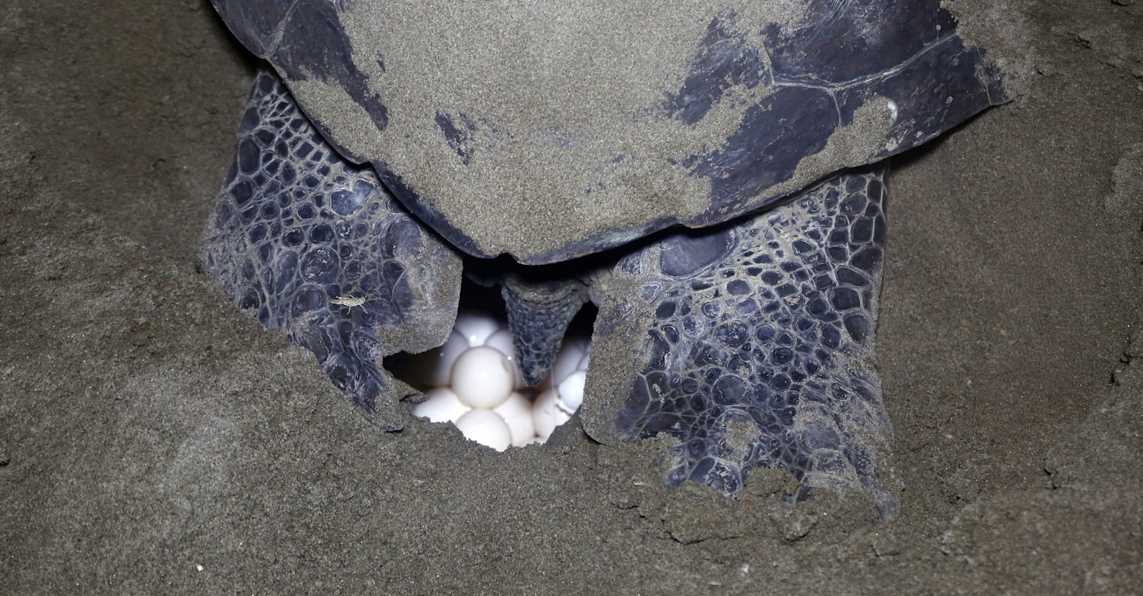 EW-CR-SeaTurtle-LayingEggs-AdobeStock 398305958