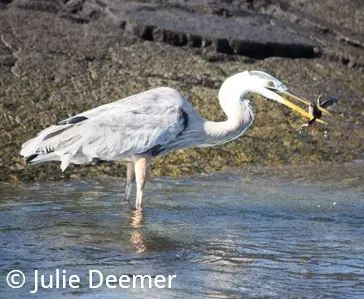 Beforeyougo|Galapagos|Birds|Great Blue Heron Julie Deemer