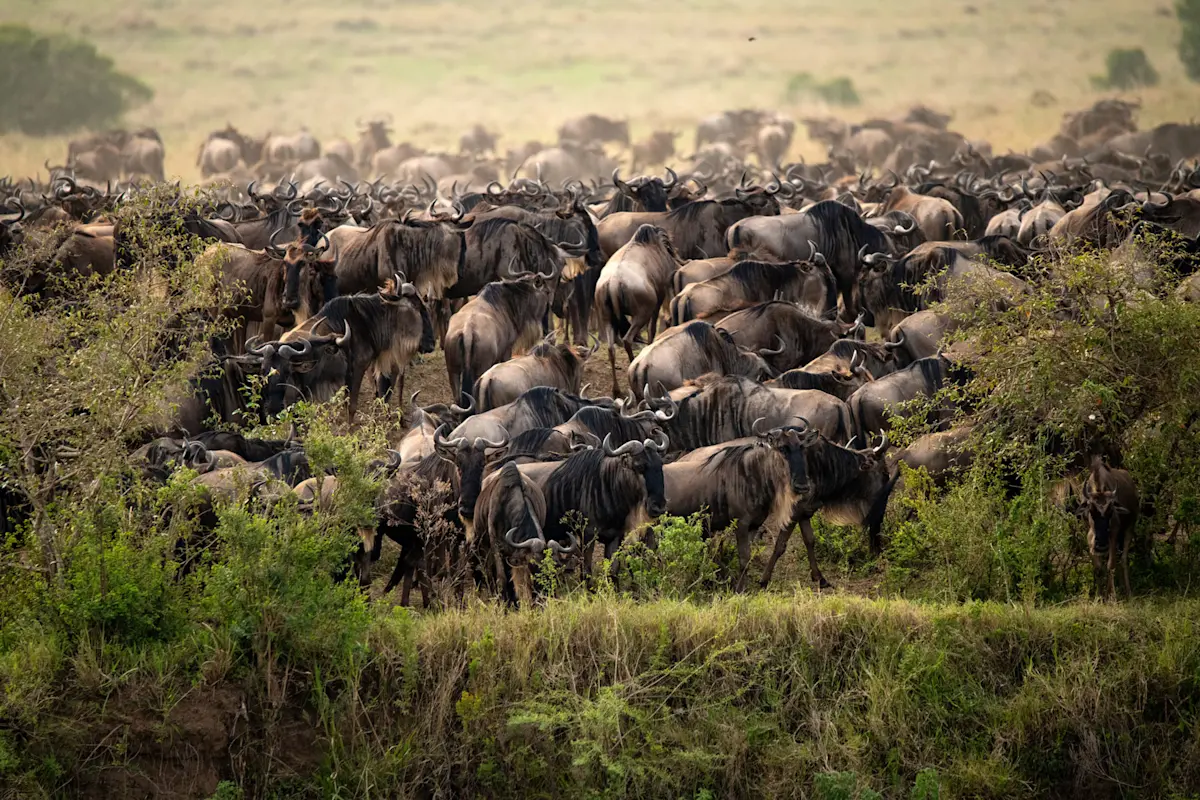 Wildebeest, Private Mara Conservancy, Kenya.