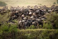 Wildebeest, Private Mara Conservancy, Kenya.