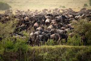 Wildebeest, Private Mara Conservancy, Kenya.