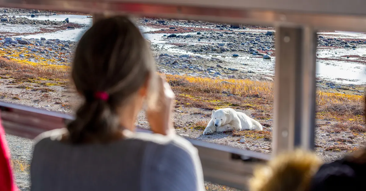 Nat Hab guest observes a polar bear from inside our Polar Rover, Churchill, Manitoba, Canada. 