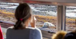 Nat Hab guest observes a polar bear from inside our Polar Rover, Churchill, Manitoba, Canada. 