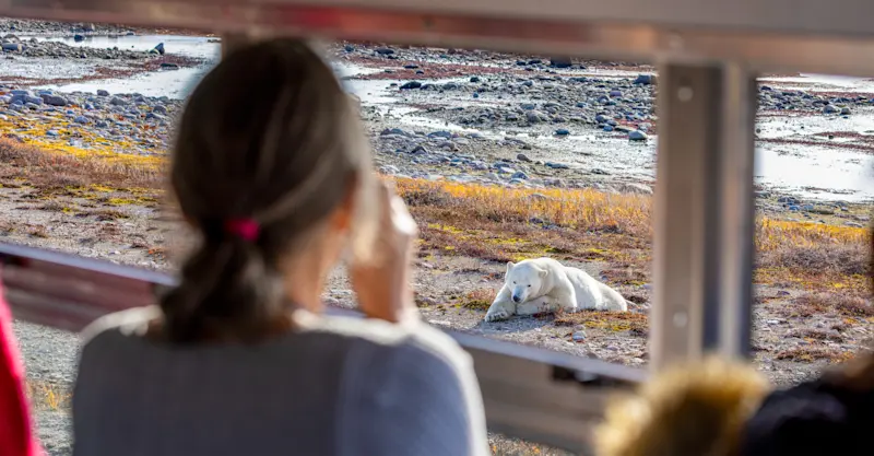 Nat Hab guest observes a polar bear from inside our Polar Rover, Churchill, Manitoba, Canada. 