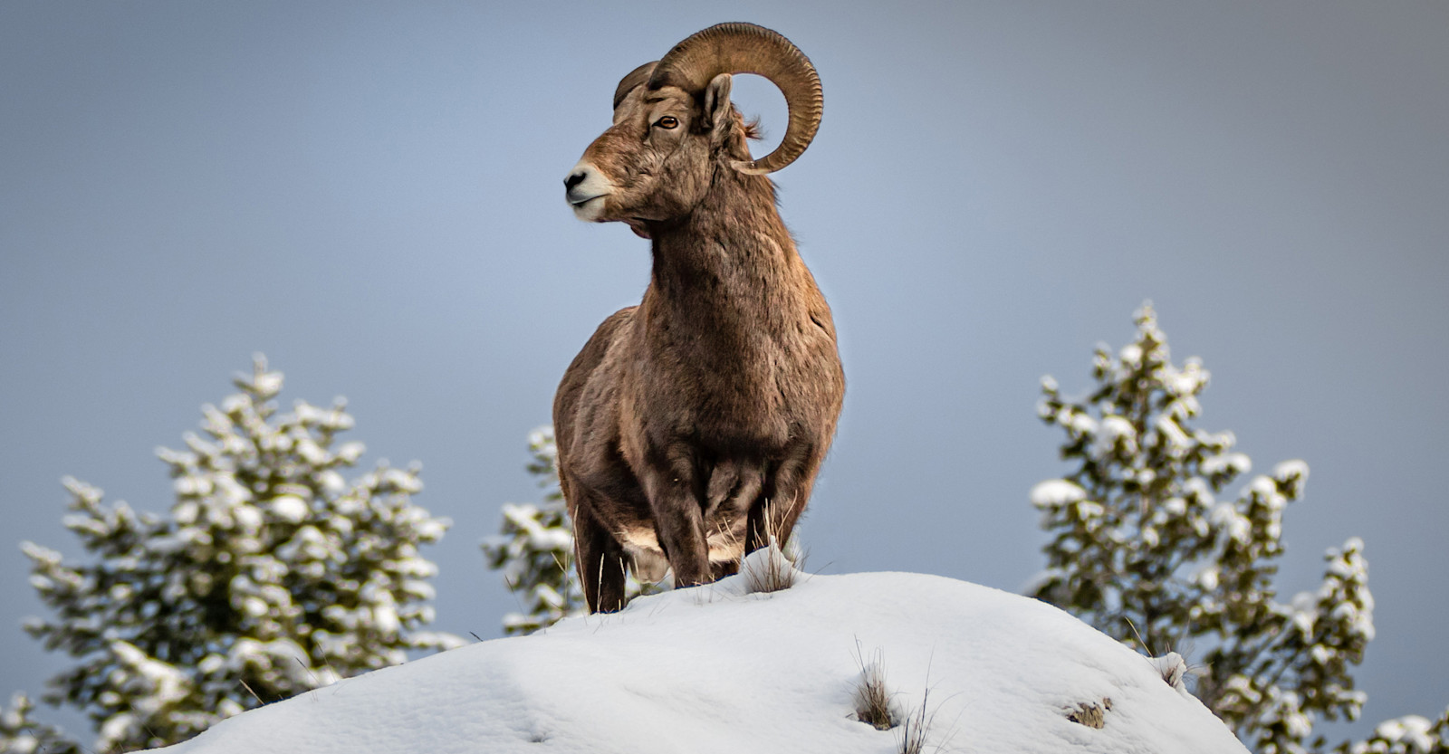 Bighorn sheep, Yellowstone National Park, Wyoming.