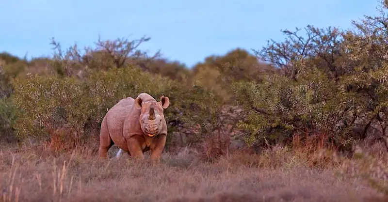 Black rhino, Samara Private Reserve, South Africa.