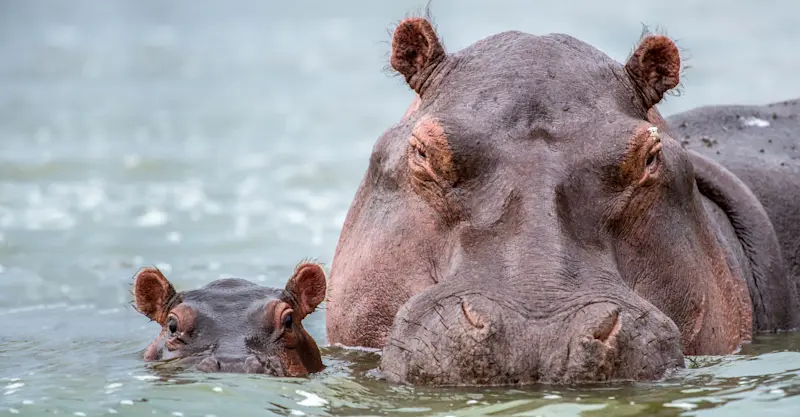Hippos, Murchison Falls National Park, Uganda.