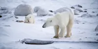 Polar bears, Churchill, Manitoba.