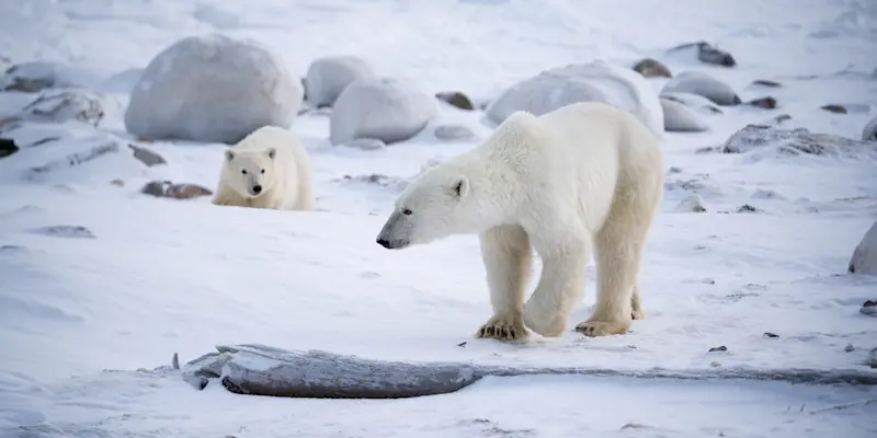 Polar bears, Churchill, Manitoba.