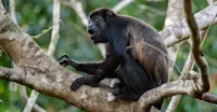 Black howler monkey, Cockscomb Basin Wildlife Sanctuary, Belize.