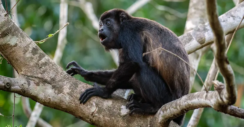 Black howler monkey, Cockscomb Basin Wildlife Sanctuary, Belize.