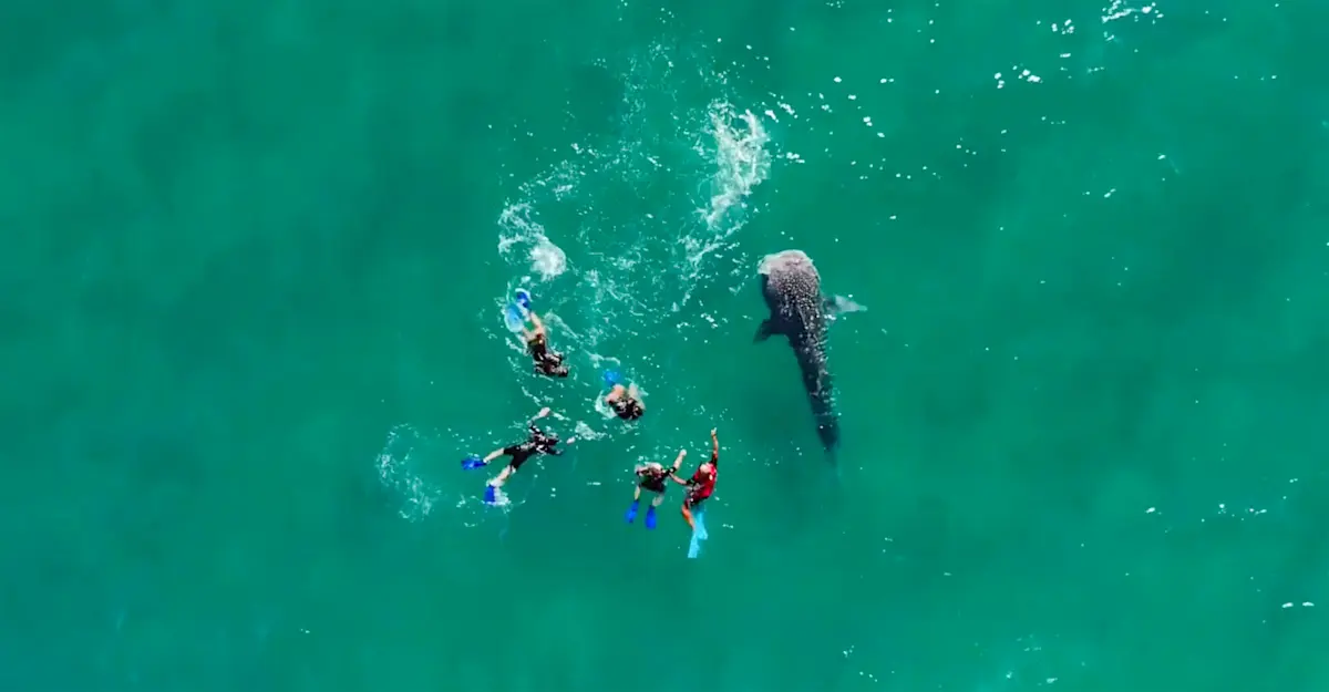 Earthwatch Expeditions guests snorkeling with a whale shark, Baja, Mexico.