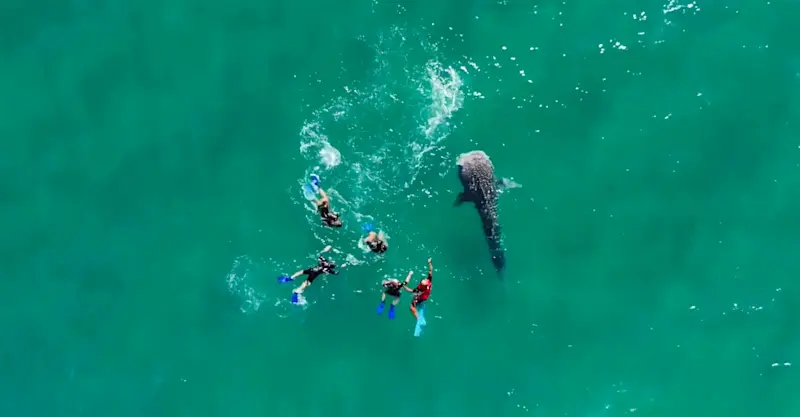 Earthwatch Expeditions guests snorkeling with a whale shark, Baja, Mexico.