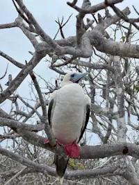 Not everyone can pull off red shoes and blue eyeliner in Galapagos.