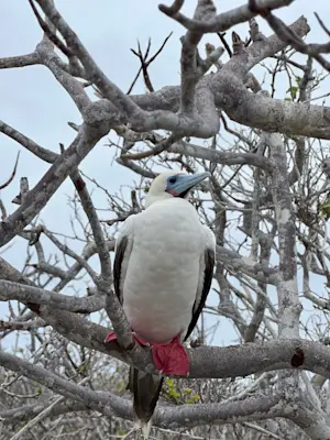 Not everyone can pull off red shoes and blue eyeliner in Galapagos.