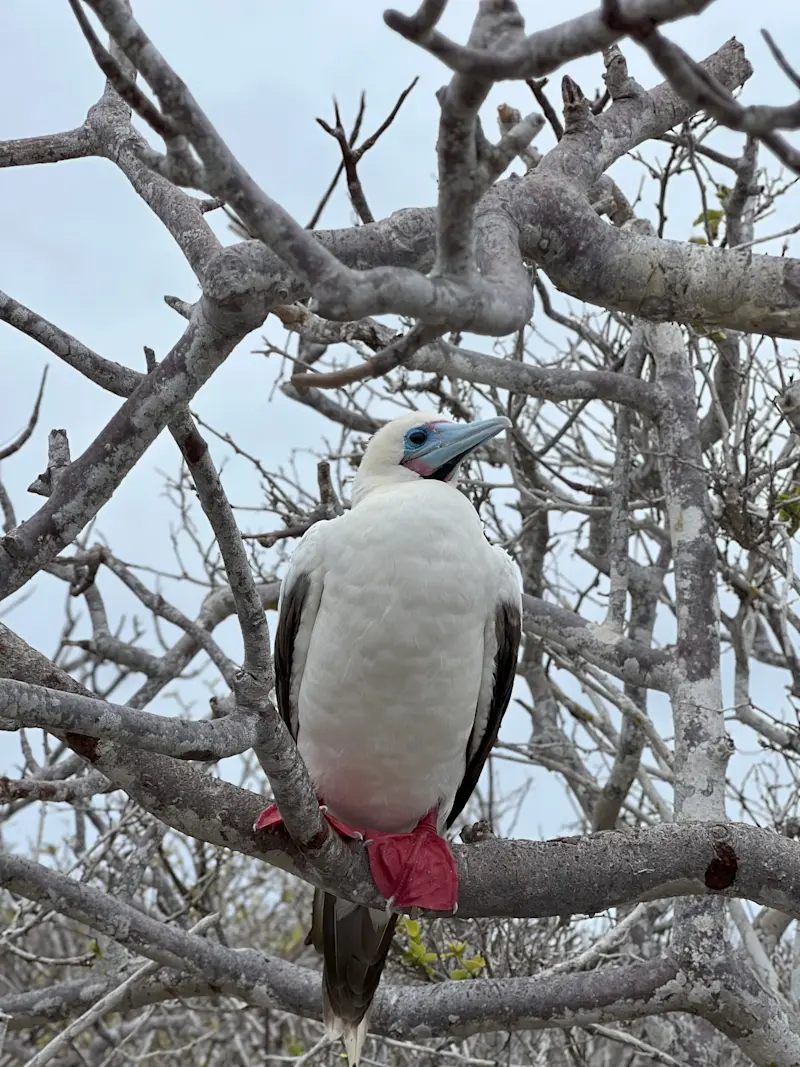 Not everyone can pull off red shoes and blue eyeliner in Galapagos.