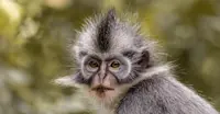 Thomas Langur monkey in Sumatra, Indonesia.
