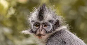 Thomas Langur monkey in Sumatra, Indonesia.