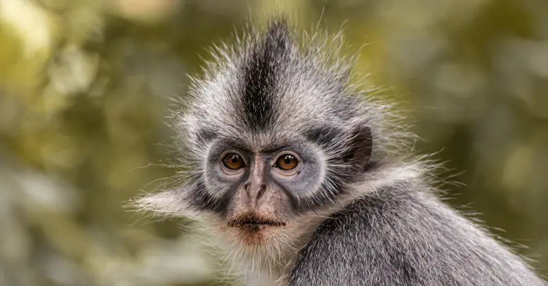 Thomas Langur monkey in Sumatra, Indonesia.
