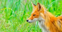 Red Fox, Alaska